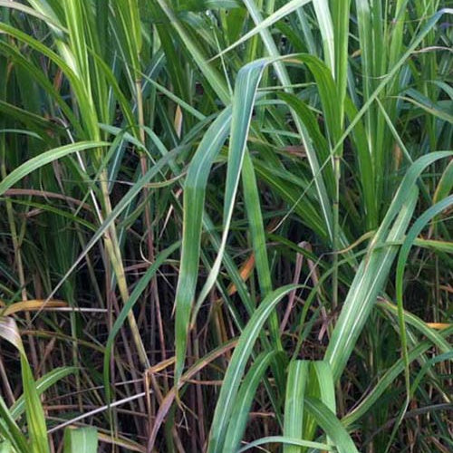 Miscanthus giganteus (floridulus) - Prachtriet - Miscanthus - Chinees riet