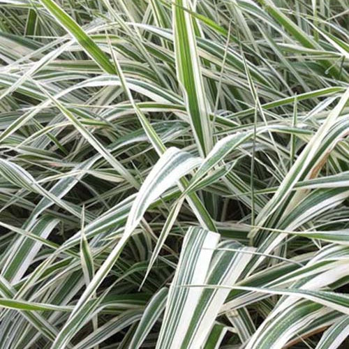 Rietgras Picta - Phalaris arundinacea picta - Tuinplanten