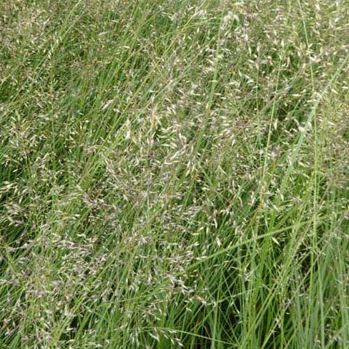 Sporobolus heterolepis - Prairiedropzaad heterolepis - Siergrassen