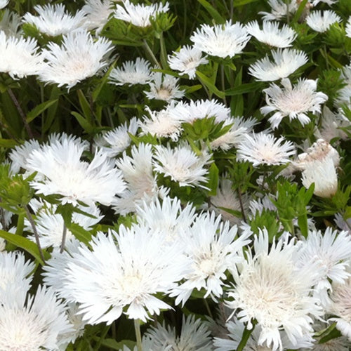 Korenbloemaster Stokesia laevis Träumerei - Bakker