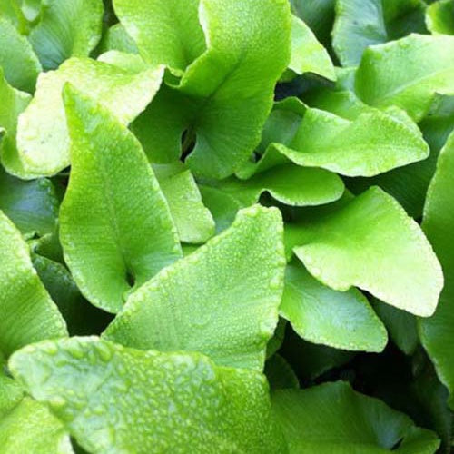 Steenbeekvaren Undulatum - Asplenium scolopendrium undulatum - Kamerplanten