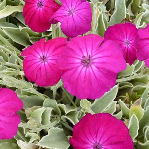 Vaste planten - Koekoeksbloem - Lychnis coronaria atrosanguinea