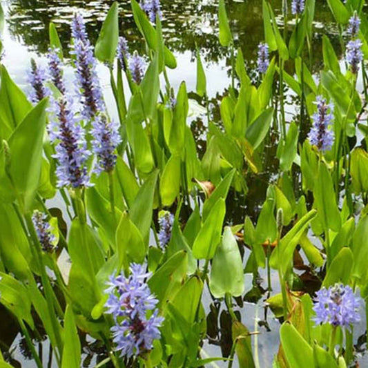 Bakker Hartbladige Pontedera - Pontederia cordata - Vijvers