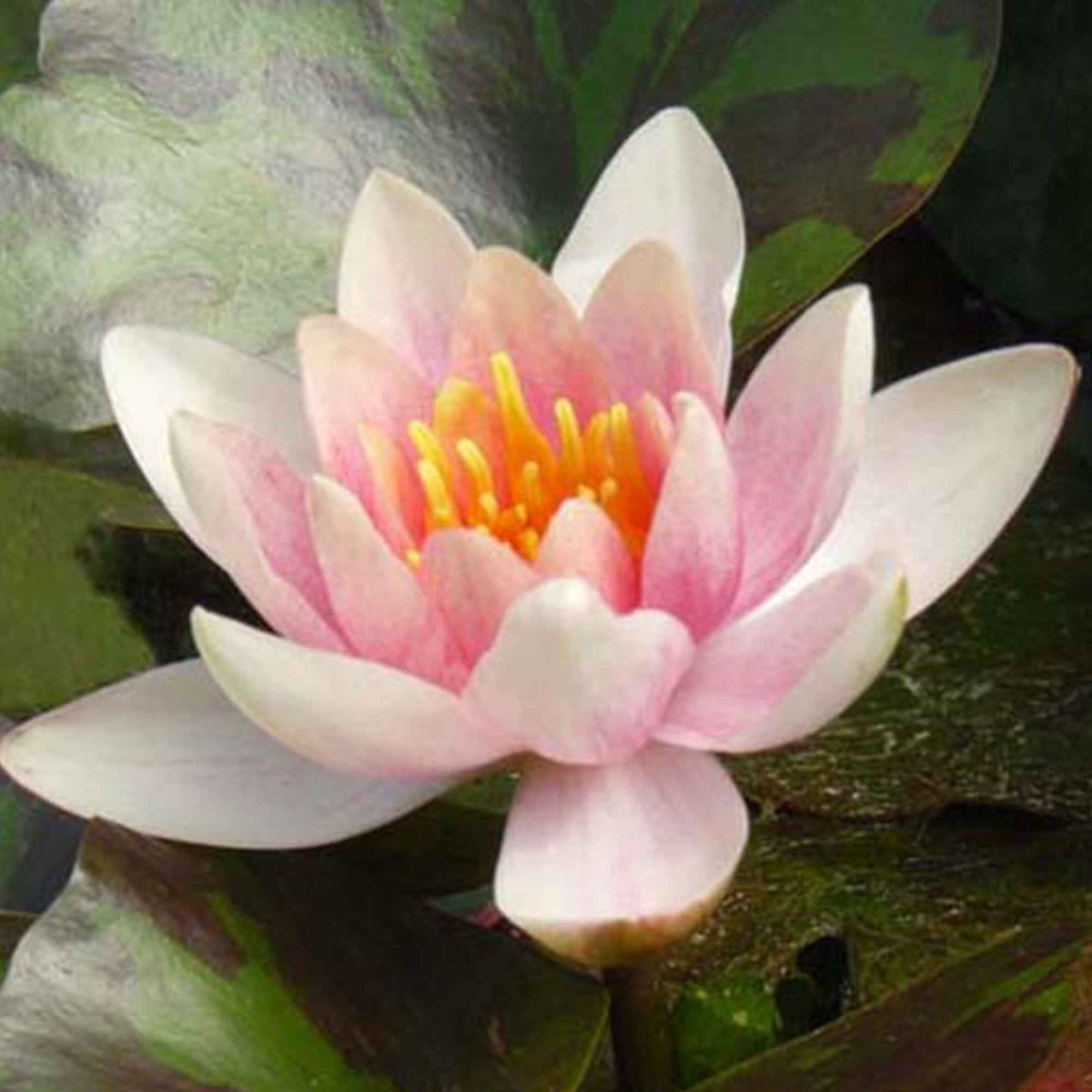 Waterlelie 'Aurora' - Bakker
