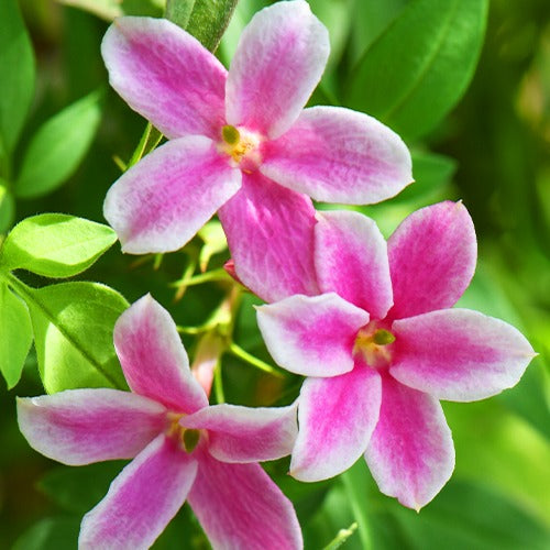 Roze Jasmijn Summer Scent - Jasminum x stephanense Starry Summer Scent - Bakker