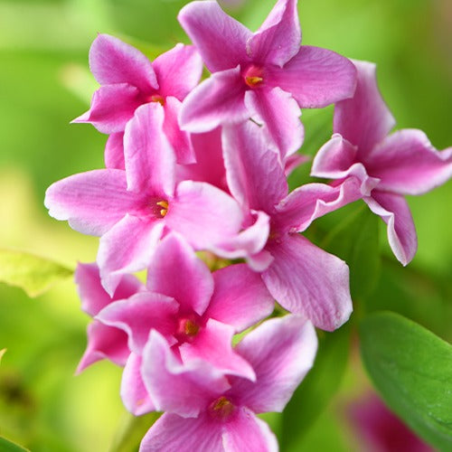 Sterjasmijn - Trachelospermum - Roze Jasmijn Summer Scent - Jasminum x stephanense Starry Summer Scent