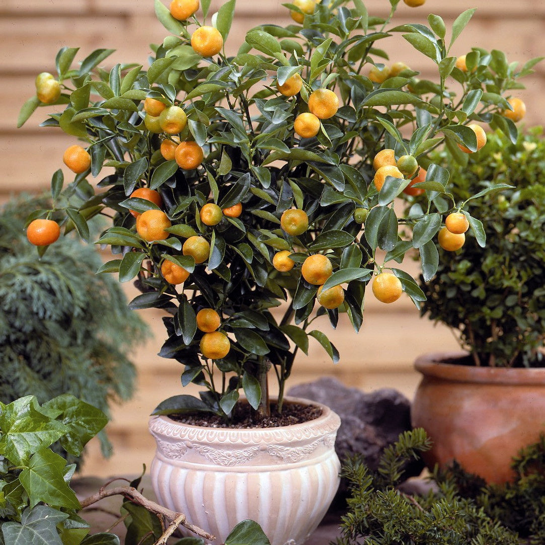Sinaasappelboom - Citrus mitis - Bakker
