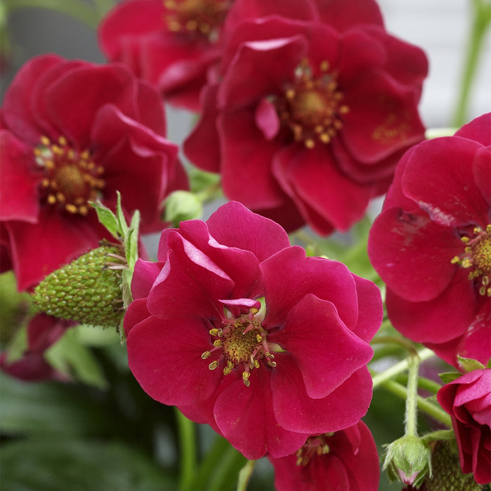 Fragaria summer breeze® rose - Aardbei 'Summer Breeze Rose' (x3) - Aardbei