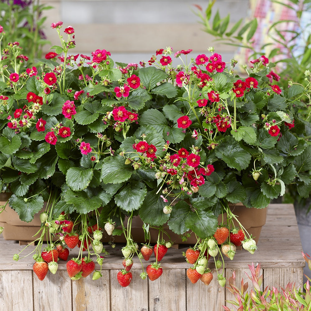 Aardbei - Aardbei 'Summer Breeze Rose' (x3) - Fragaria summer breeze® rose
