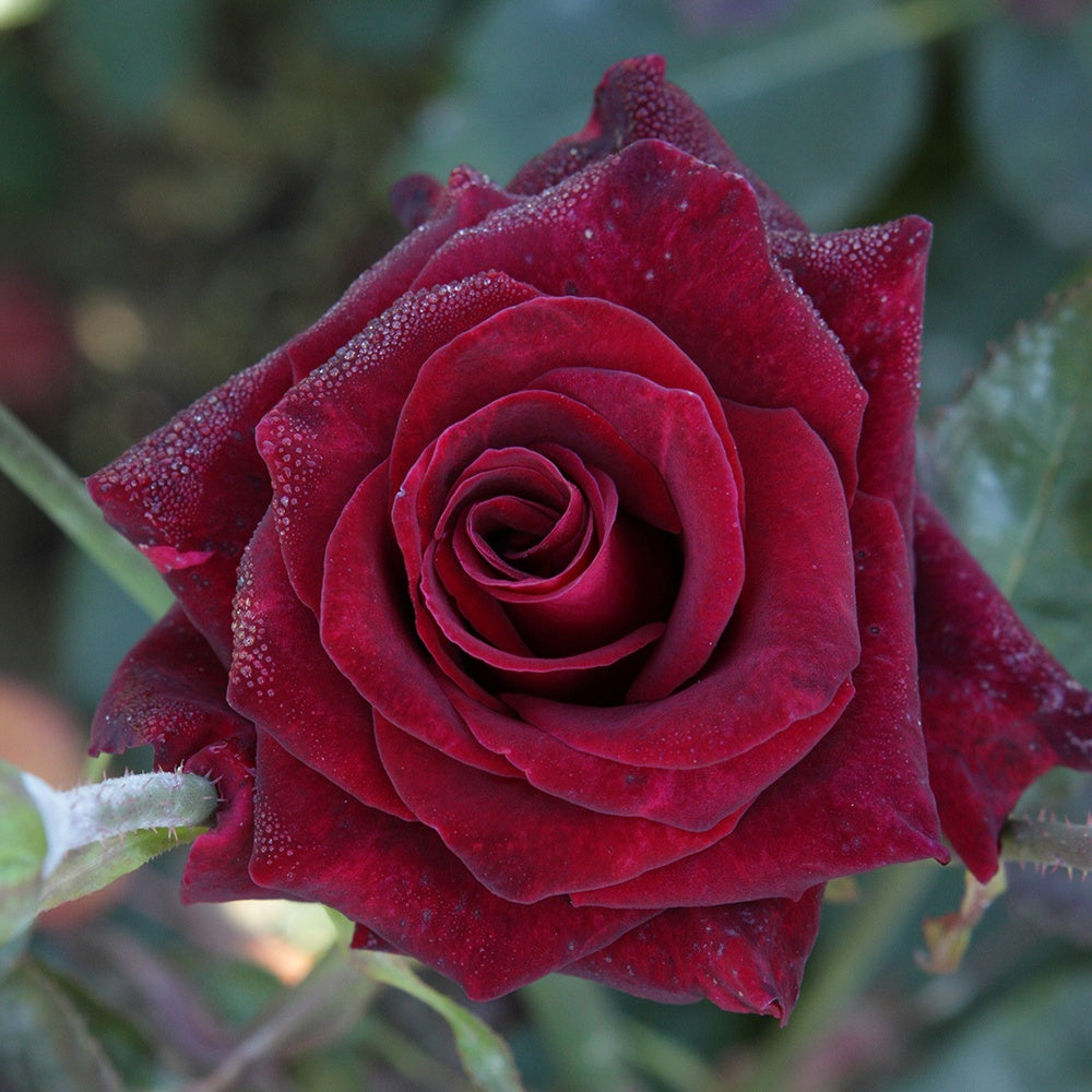 Roos 'Black Baccara'® - Rosa Black Baccara ® - Bakker