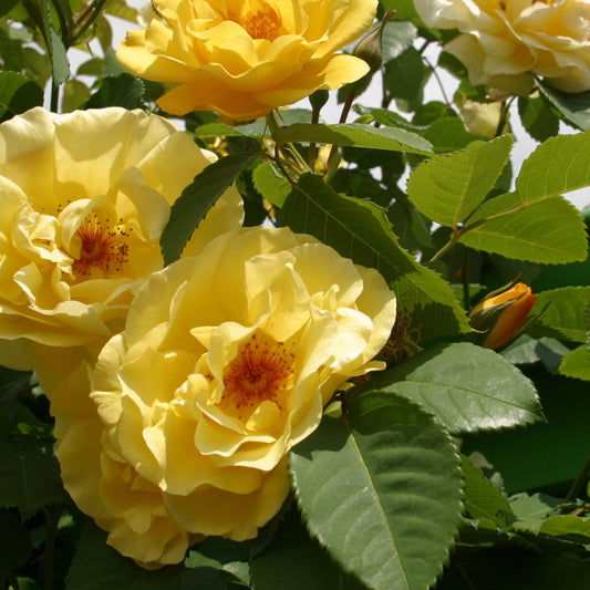 Klimroos 'Golden Gate'® - Bakker
