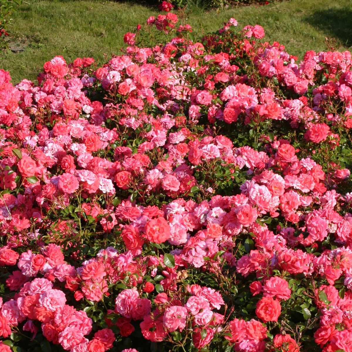 Roos 'Bonapart'® - Bakker