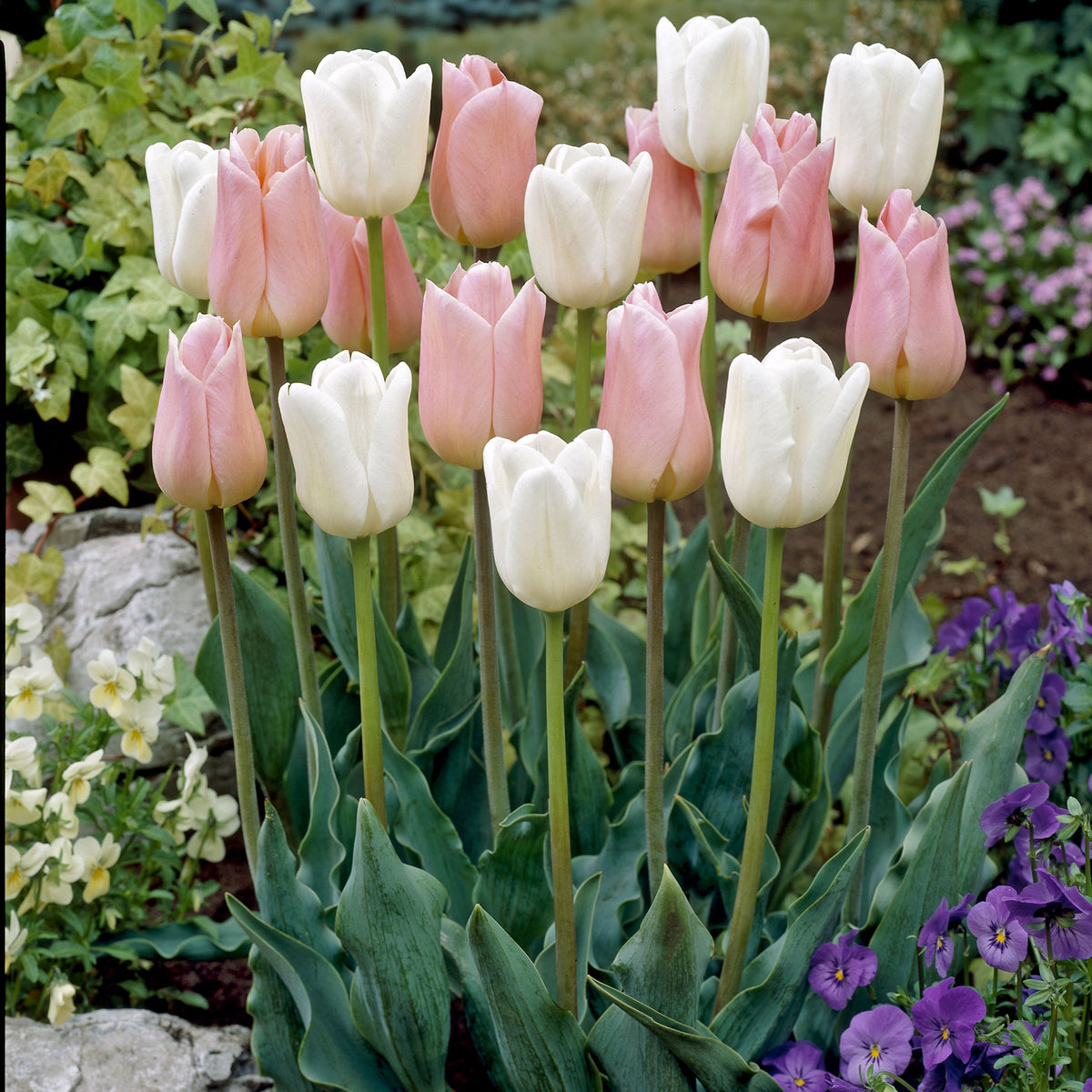 Mélange van tulpen Sweet candy (x10) - Bakker