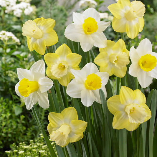Narcissen met grote kroon Mainstreet (x5) - Bakker