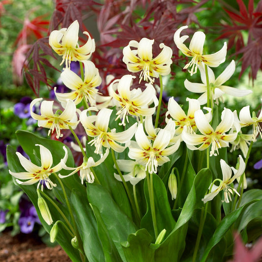 Erythronium Witte schoonheid - Bakker