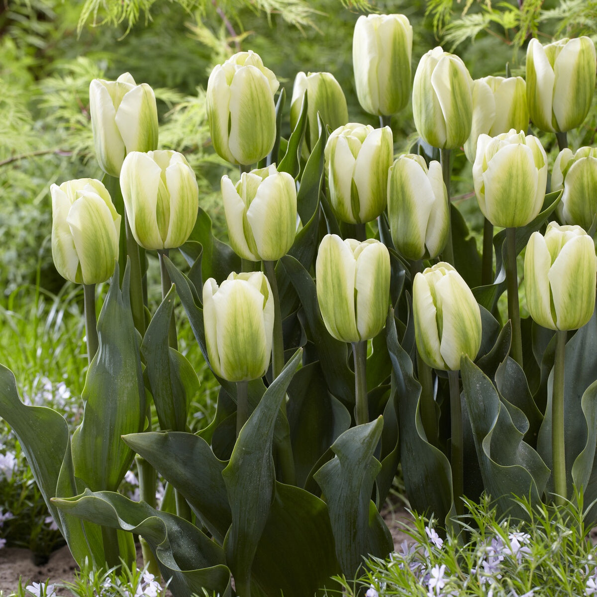 Tulpen Triomphe Green Spirit - Bakker