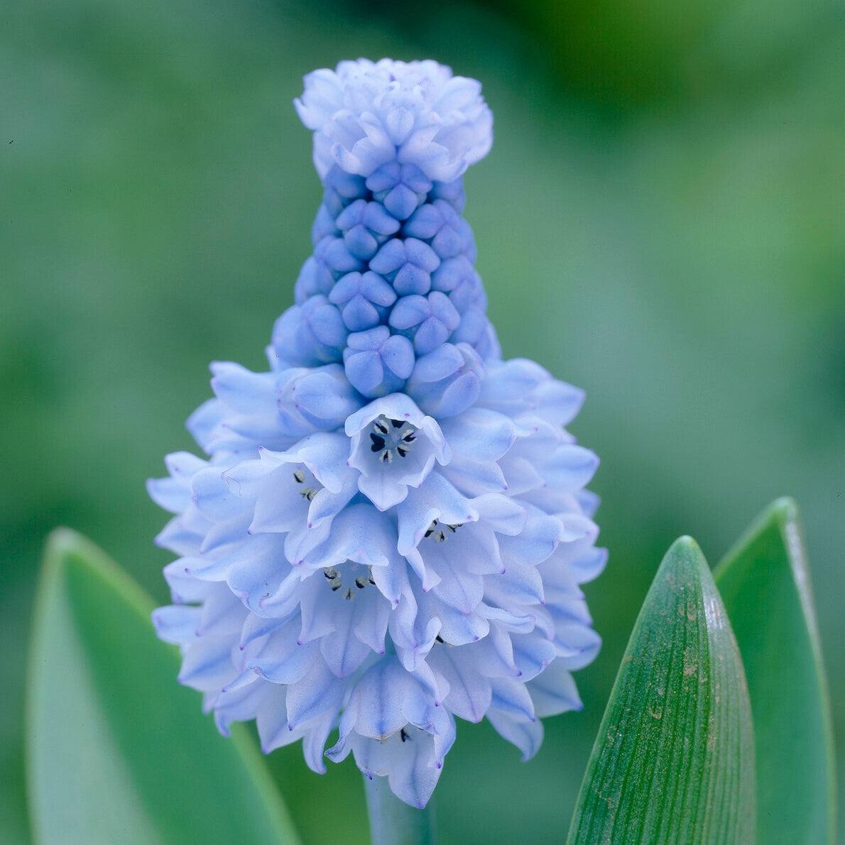Blauwe druifjes (x15) - Pseudomuscari azureum - Blauwe druifjes
