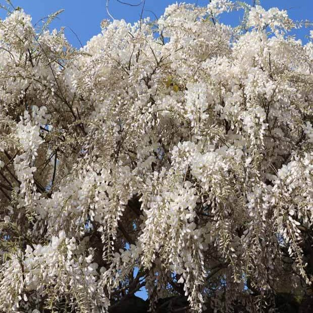 Verkoop Witte regen 'Alba'- op stam - Wisteria sinensis alba