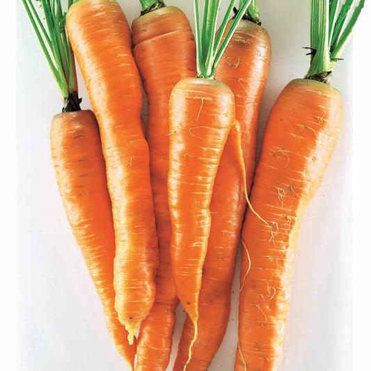 Wortel 'Géante de Tilques' - Bakker