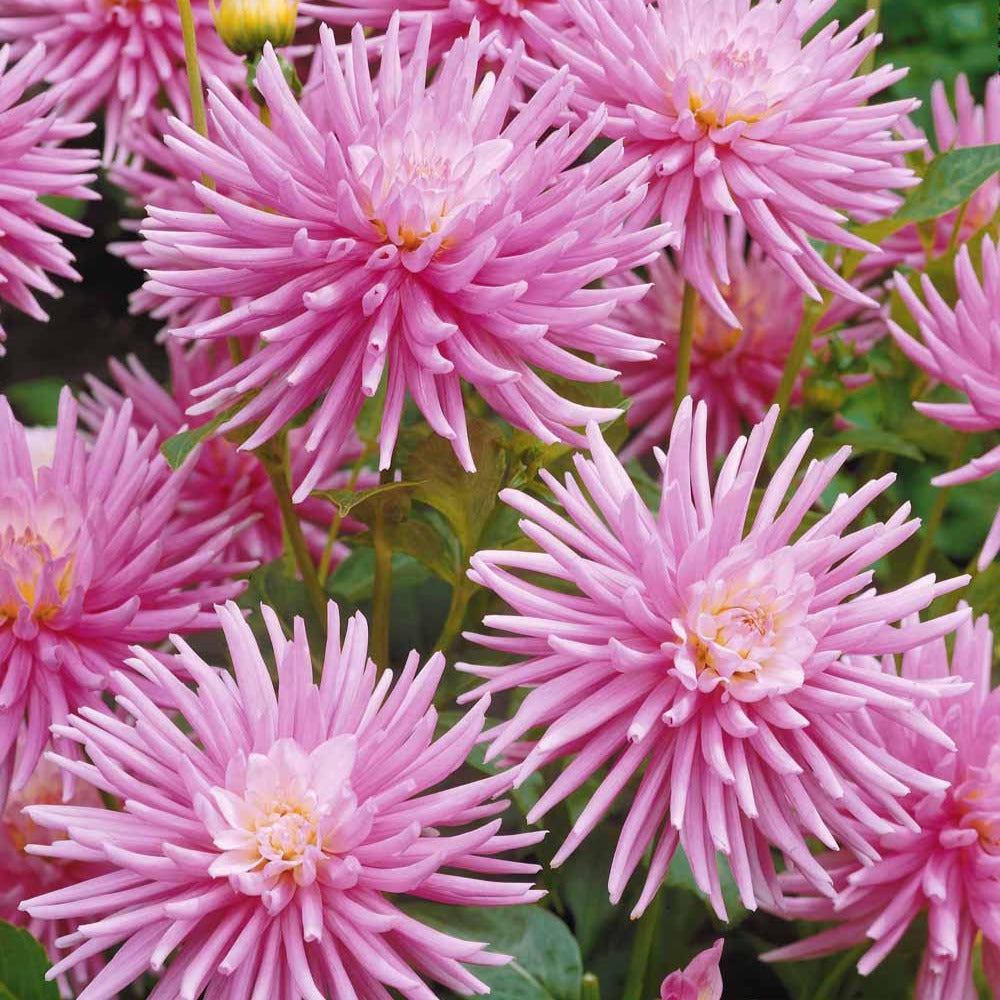 Dahlia Park Princess - Dahlia 'Park Princess' (x3) - Dahlia