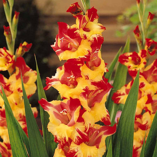 Gladioool 'Stereo' (x25) - Gladiolus stéreo - Bloembollen