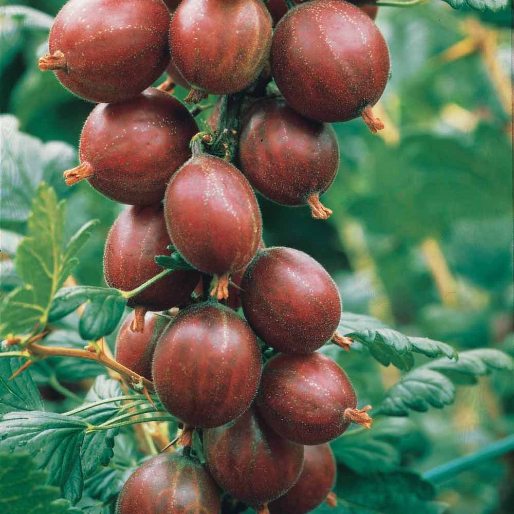 Ribes uva-crispa winham's industry - Kruisbes 'Winham's Industry' (x2) - Rode bes