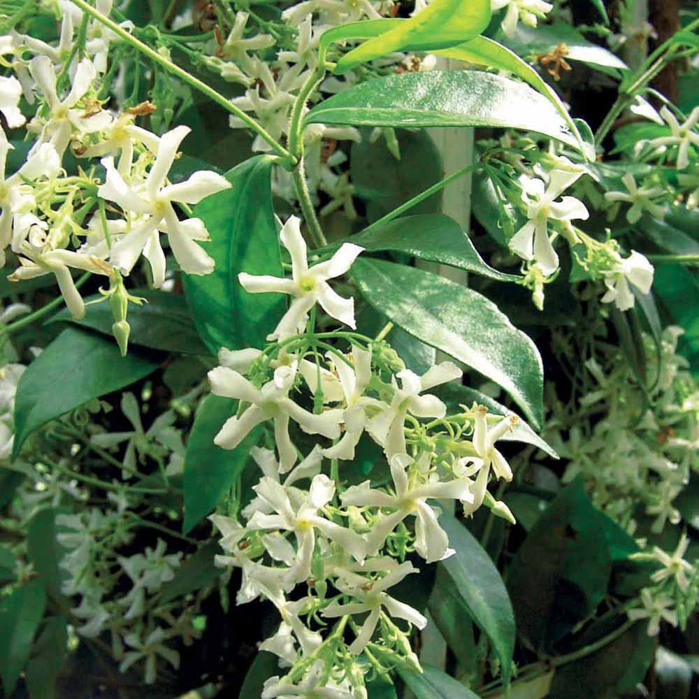 Toscaanse jasmijn - Trachelospermum jasminoïdes - Heesters en vaste planten
