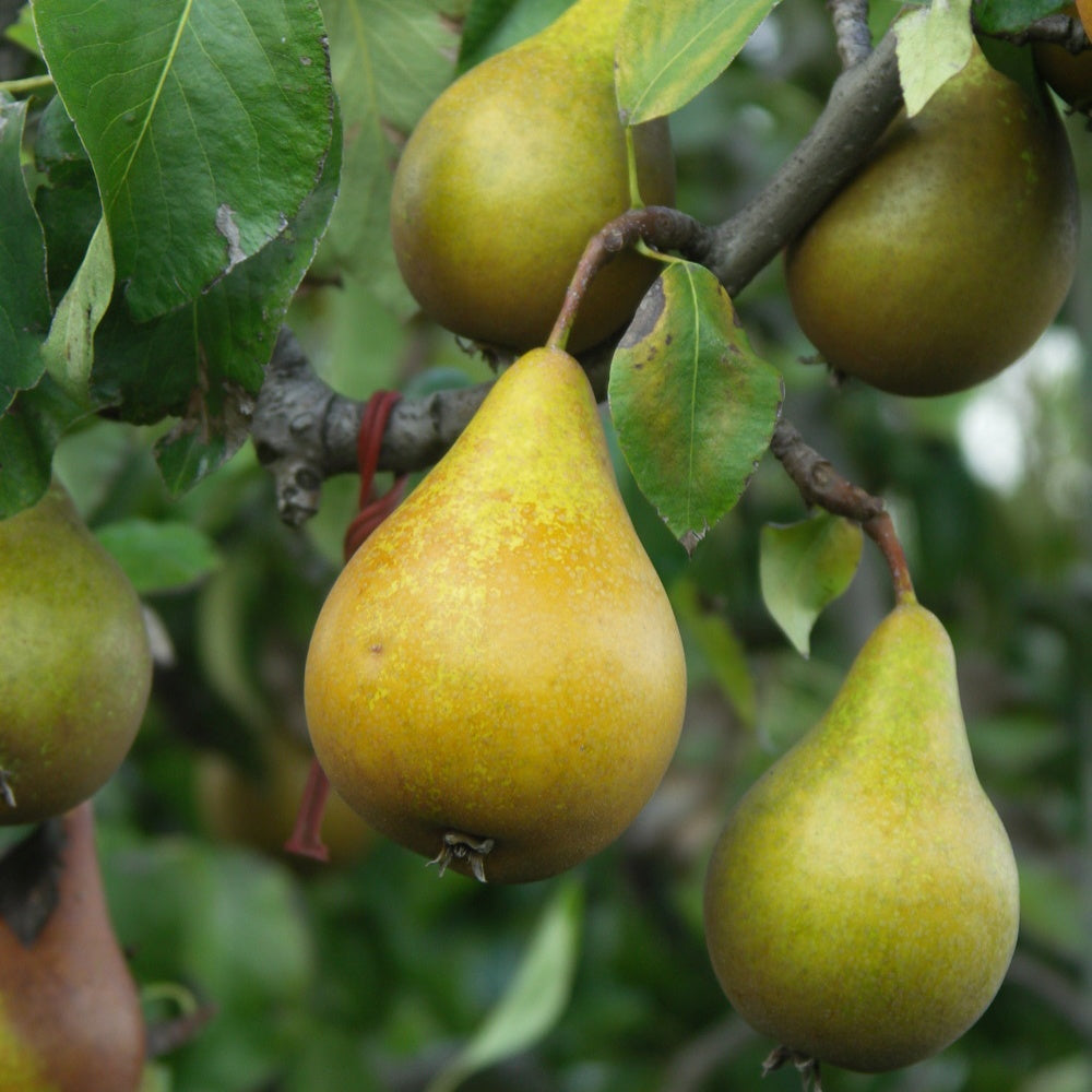 Perenboom 'Beurré Hardy' - Bakker