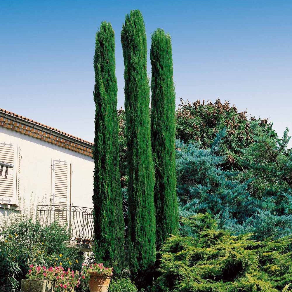 Italiaanse Cipres - Cupressus sempervirens Totem - Bakker