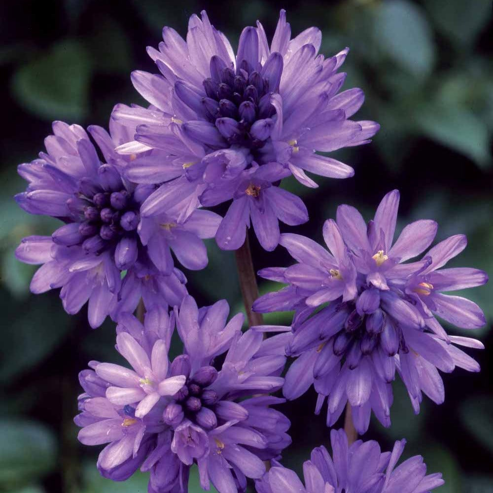 Dichelostemma - Dichelostemma congestum - Bakker