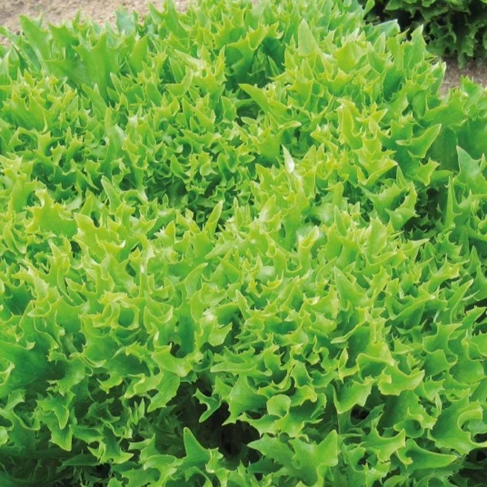 IJsbergsla Batavia Eazyleaf Skilton - Lactuca sativa Eazyleaf Skilton - Bakker