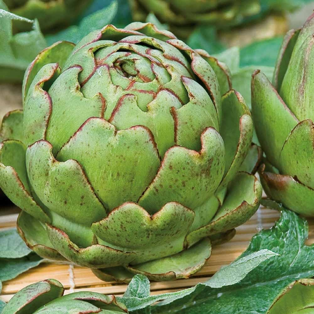 Artisjok 'Vert de Provence' - Cynara cardunculus vert de provence - Bakker