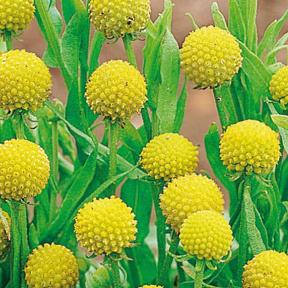 Cephalophora aromatica - Snoepjesplant Cephalophora Pineapples - Bloemenzaden