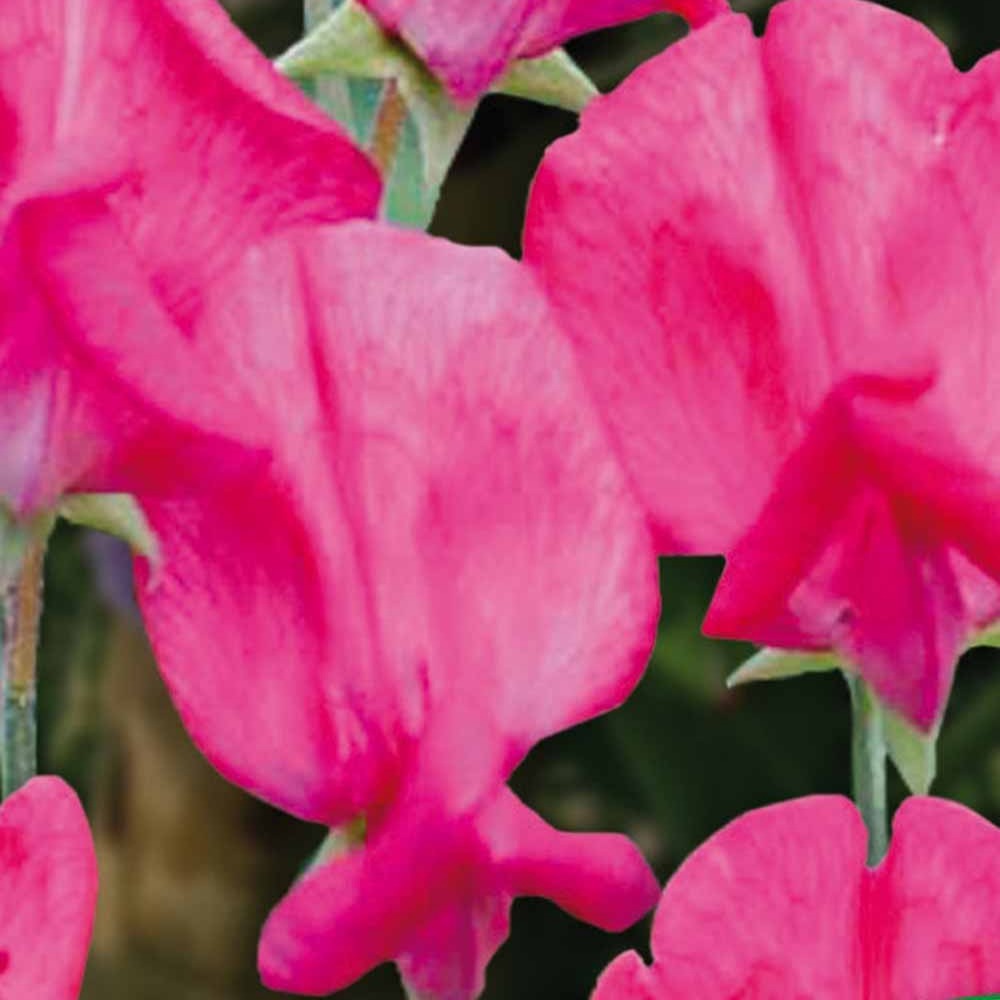Lathyrus Reukerwt King Edward the th - Lathyrus odoratus grandiflorus king edward the 7th 1903 - Bakker