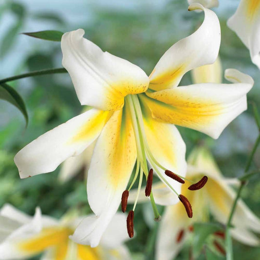 Lelies Miss Peculiar (x3) - Lilium Miss Peculiar - Bloembollen