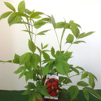 Framboos 'Zeva' - Rubus idaeus zeva - Fruit