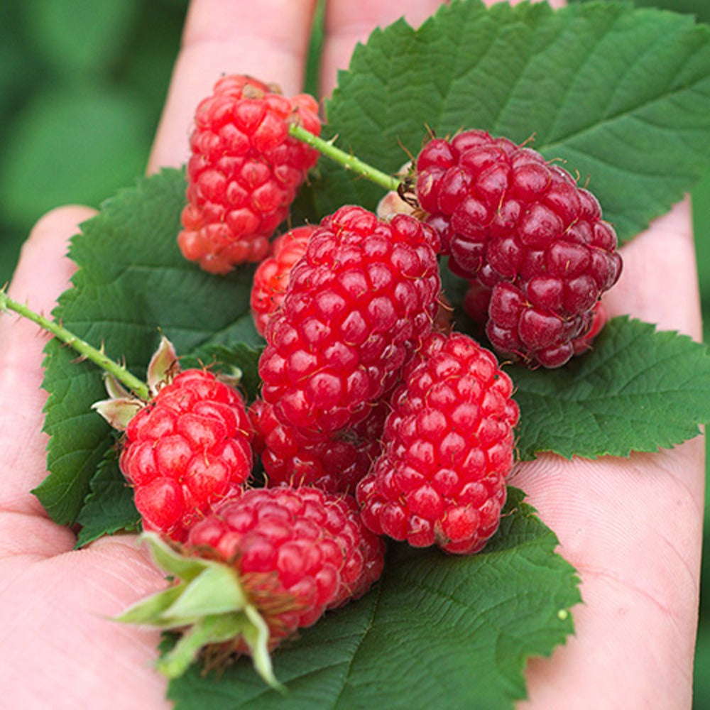 Taubes 'Bounty Berry' - Bakker