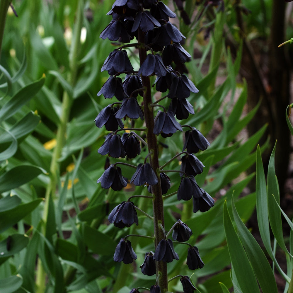 Perzische keizerskroon - Fritillaria persica - Bakker