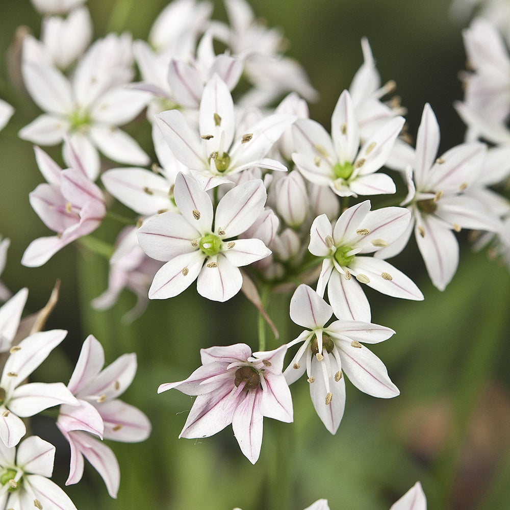 Allium cameleon - Allium Caméléon (x25) - Allium