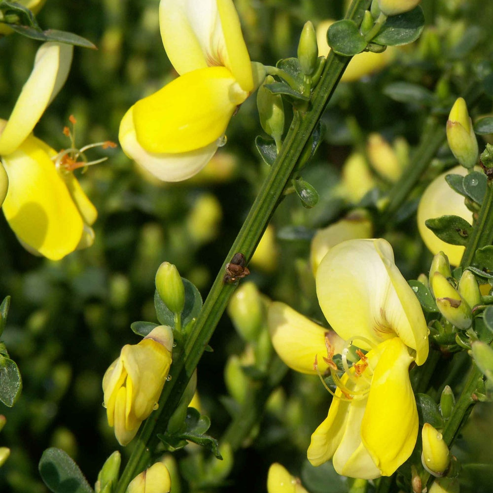Brem 'Lena' - Cytisus scoparius luna - Bakker