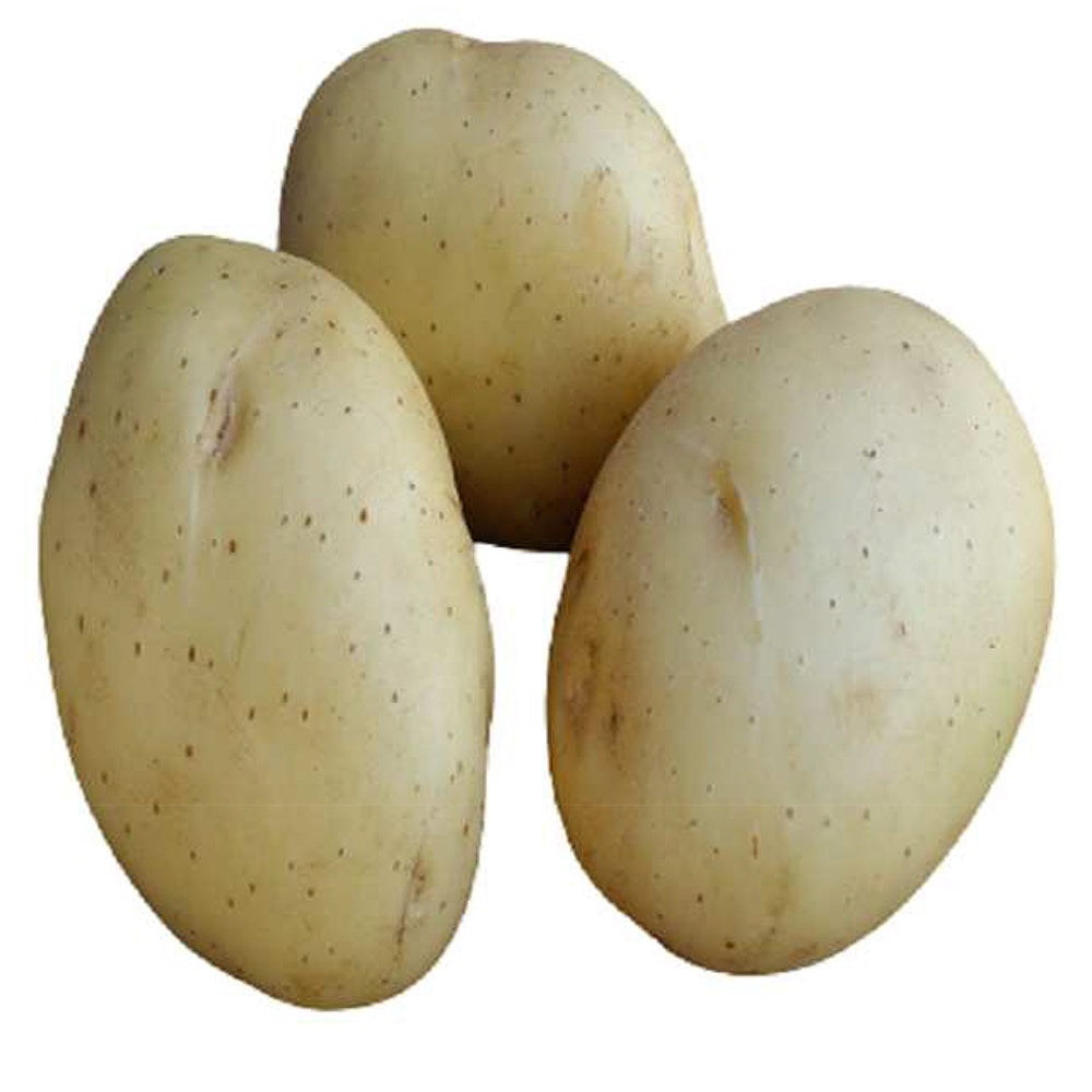 Aardappel 'Vitabella' - BIO (x25) - Bakker