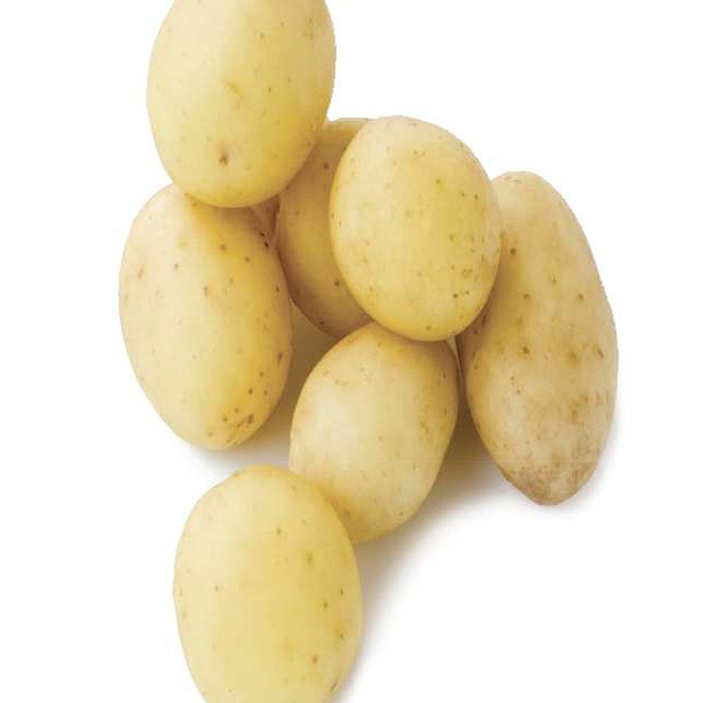 Aardappel 'Penni' (x25) - Bakker