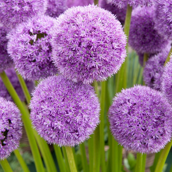Allium His Excellency (x2) - Bakker