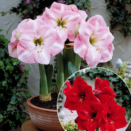 Dwergamaryllis Mix - Bakker