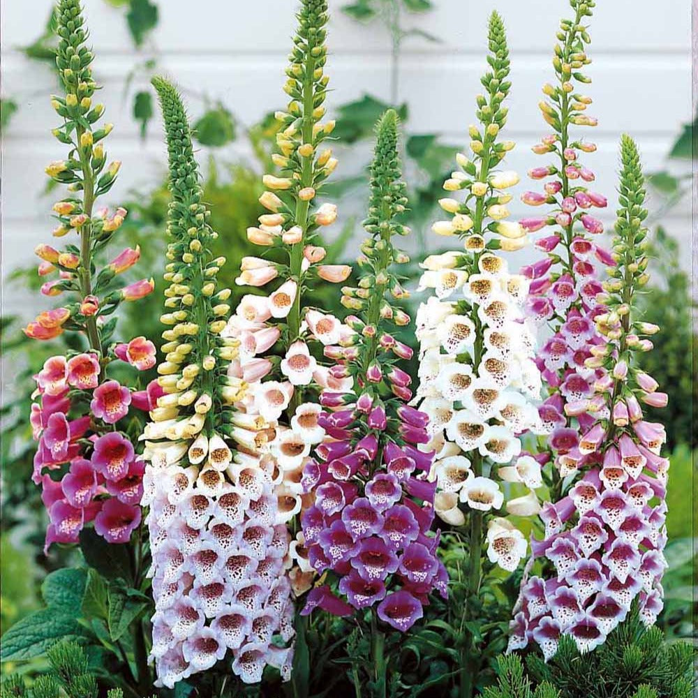 Vingerhoedskruid Mix (x3) - Digitalis purpurea - Bakker