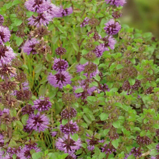 Polei - Mentha pulegium - Moestuin