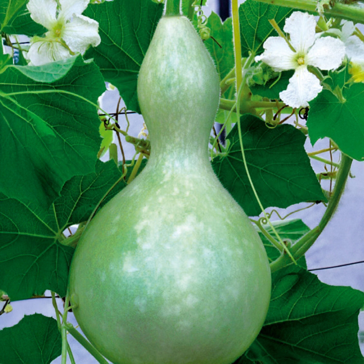 Flessenplant Cucurbita lagenaria - Cucurbita siceraria gourde bouteille - Bakker