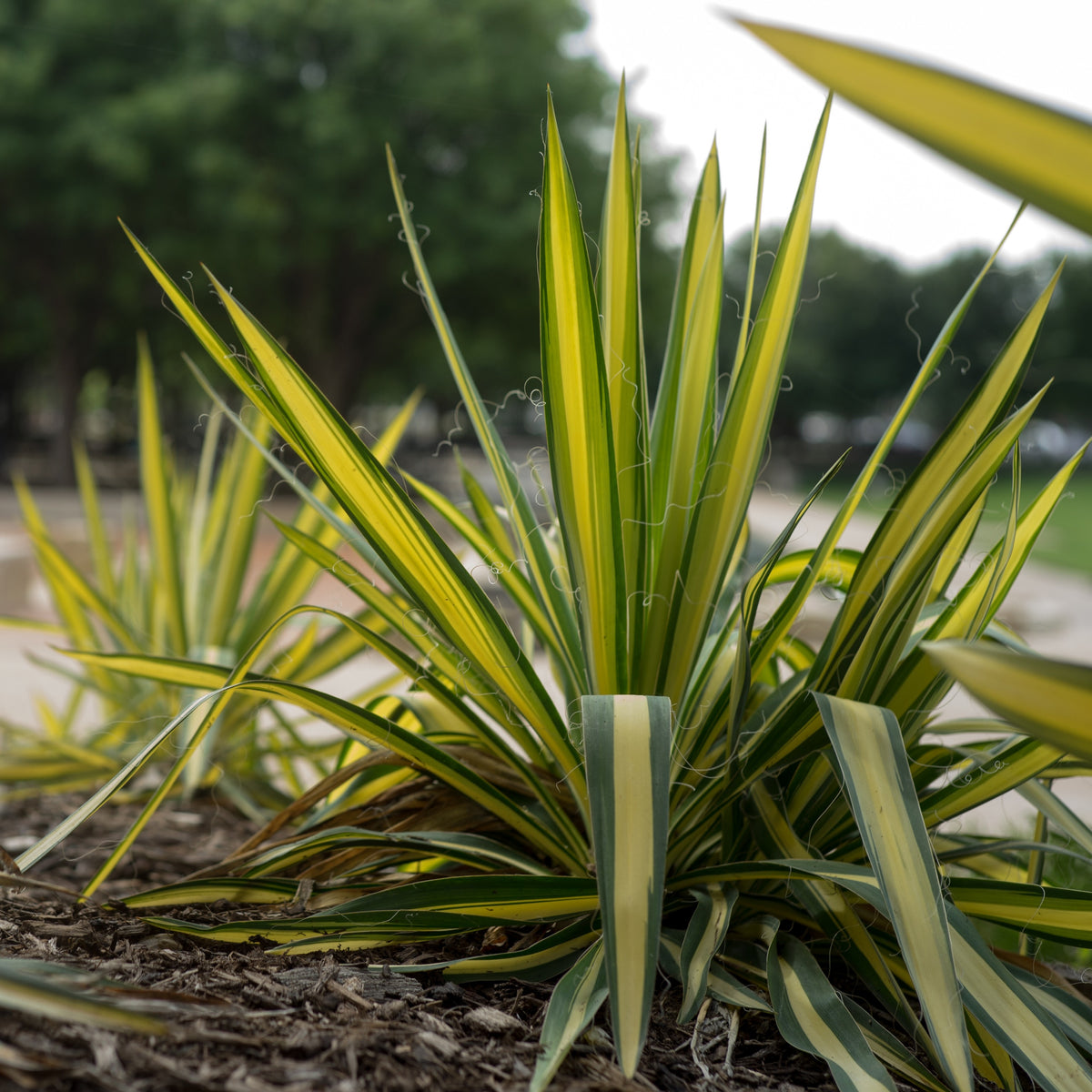 Vezelyucca Colour Guard - Bakker