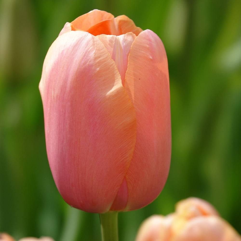 Tulpen Menton - Tulipa 'menton' - Bakker