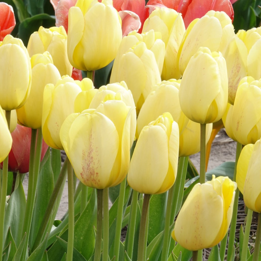 Tulpen Darwin Golden parade - Tulipa 'golden parade' - Bakker
